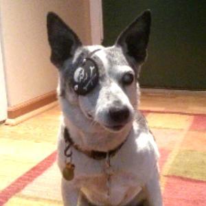 Perl eye patch