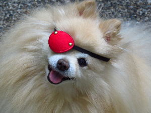 Pet Testimonials and comments about their dog eye patches