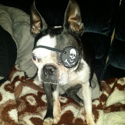 dog eye patches 