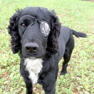 dog eye bandage